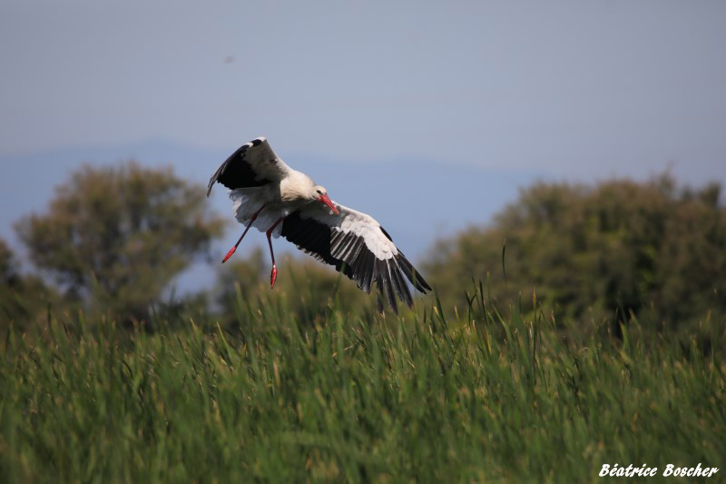 Cigogne blanche..jpg